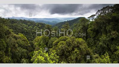 Choco Rainforest, Équateur. Cette Zone De Jungle Est La Forêt Nuageuse De Mashpi Dans La Province De Pichincha De L'Équateur, En Amérique Du Sud