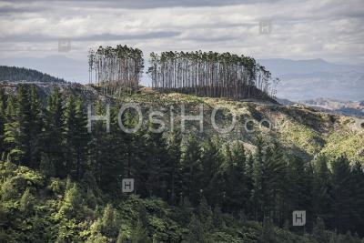 Déforestation D'un Paysage Forestier, Région De Gisborne, île Du Nord, Nouvelle-Zélande