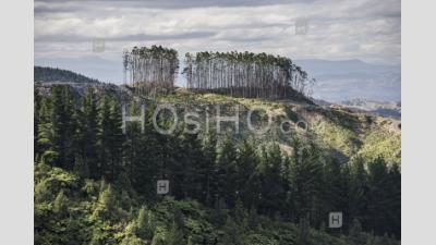 Deforestation Of A Forest Landscape, Gisborne Region, North Island, New Zealand