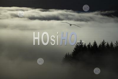 Misty Mountain Landscape At Ben Lomond In Loch Lomond And The Trossachs National Park, Scottish Highlands, Scotland, Europe