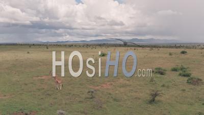Giraffe On A Wildlife Safari Holiday In African Savanna And Plains Landscape In Laikipia, Kenya. Aerial Drone View