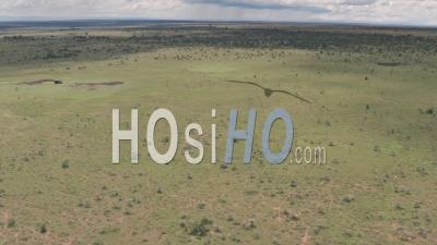 Safari Game Drive In Laikipia, Kenya. High Aerial Drone Of 4 Wheel Drive Driving Through African Savanna Landscape.