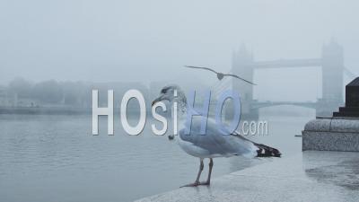 Seagull Taking Of And Flying In Central London At Tower Bridge On A Cool Blue Misty Morning On Day One Of Coronavirus Covid-19 Lockdown In The Atmospheric Moody Mist And Fog, England, Uk