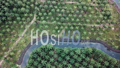 Plantation De Noix De Coco Et De Palmiers à Huile - Vidéo Drone