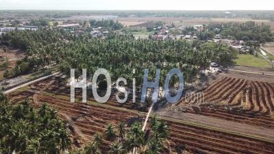 Aerial View Coconut Farm. - Video Drone Footage