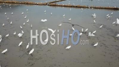 Pêche Aux Oiseaux Aigrette Blanche Dans La Boue à Bukit Mertajam - Vidéo Drone