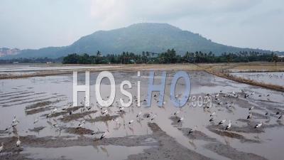 Asian Opebill Stork Live At Agricultural Areas - Video Drone Footage