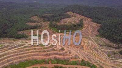Clearing Of Oil Palm Plantation For Replant At Kedah - Video Drone Footage