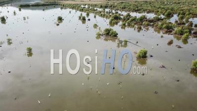 Egrets Bird Rest At Wetland At Batu Kawan - Video Drone Footage