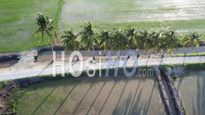 Aerial Sliding Over Row Of Coconut Trees At Paddy Field - Video Drone Footage