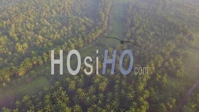 Sun Light Diffuse At The Oil Palm Plantation Near Kulim, Kedah, Malaysia. - Video Drone Footage