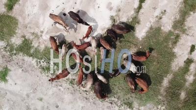 Vaches Broutant De L'herbe Au Champ - Vidéo Drone