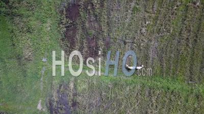 Aerial View Cows Tie By Rope - Video Drone Footage