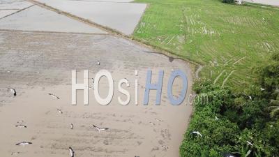 Aerial Follow Asian Openbill Flying - Video Drone Footage