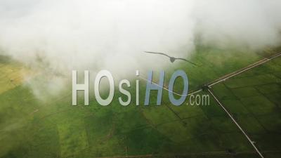 Aerial White Cloud Move Over The Green Paddy Field - Video Drone Footage