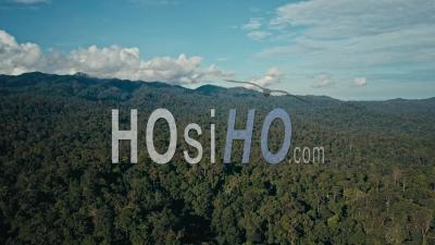 Images Aériennes De Drones De La Forêt Tropicale à Sabah, Bornéo, Malaisie