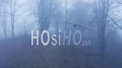 Aerial Drone Video Of Mysterious Misty Blue Foggy Woods With Bare Trees In Mist In Woodland In Winter, Spooky Haunted Forest Rural Scene, Cotswolds, Gloucestershire, England, United Kingdom