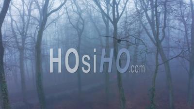 Aerial Drone Video Of Woods In Misty Foggy Weather Conditions With Trees In Mysterious Blue Woodlands In Mist And Fog, Beautiful Nature And Mysterious Landscape Scenery In England, United Kingdom