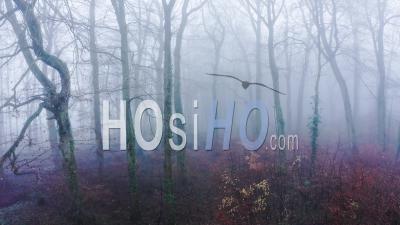 Vue Par Drone Vidéo D'arbres Dans Des Conditions Météorologiques De Brouillard épais, Forêt Mystérieuse Dans La Brume Et Le Brouillard, Beau Paysage De Nature En Angleterre, Royaume-Uni