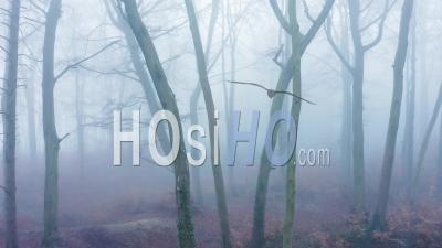 Aerial Drone Video Of Woods In Misty Foggy Weather Conditions With Bare Trees In Mysterious Woodlands In Mist And Fog, Spooky Haunted Atmospheric Mood, Beautiful Nature Landscape Scenery In England, United Kingdom