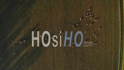 Aerial Drone Video Of Sheep In Fields On A Farm In Rural Countryside Farmland Scenery, Top Down Vertical Shot Of Green Fields And Farm Animals In English Landscape, Gloucestershire, England, United Kingdom