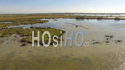 Ducks And Egrets On A Marshland Lake, Camargue, France, Video Drone Footage