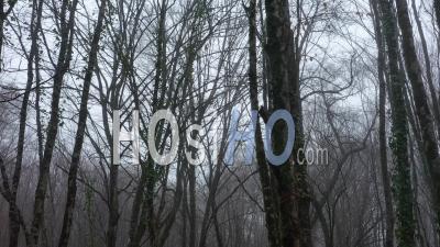 Winter Mist In The Woods, Dordogne - Video Drone Footage