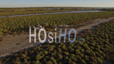 Camargue Horses, Aerial Video Drone Footage, Camargue, France