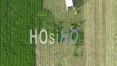 Harvesting By Hand - Video Drone Footage
