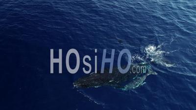 Mother Humpback Whale And Her Calf In The Mozambique Channel - Video Drone Footage