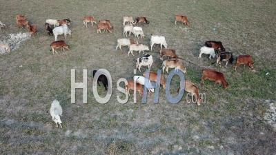 Vaches Au Pâturage De L'herbe - Vidéos Par Drone