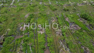 Clearing Land Of Oil Palm Tree - Video Drone Footage