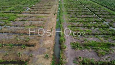 Fly Over Young Oil Palm Tree Planted - Video Drone Footage