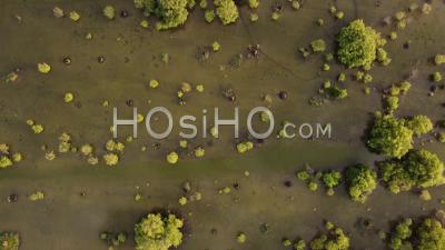 Vue Aérienne De Jeunes Arbres De Mangrove Dans Les Marais - Séquences De Drone Vidéo