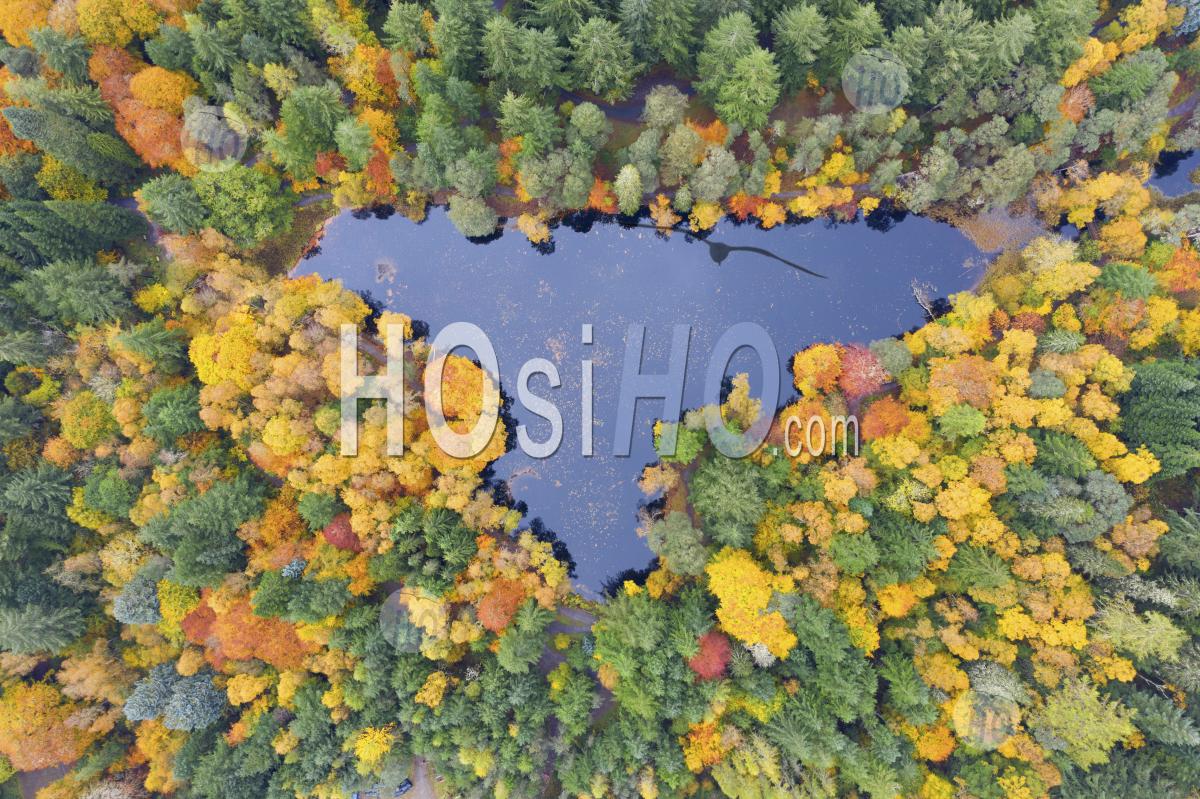  Aerial View Of Autumn Colours Of Woodland At Loch Dunmore In Faskally Wood Near Pitlochry In Perthshire. - Aerial Photography