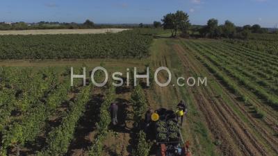 Grape Harvest At A Vineyard In Anjou, France – Aerial Video Drone Footage 