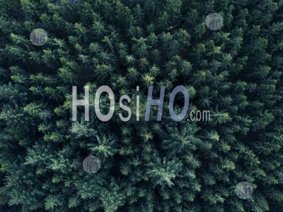 Aerial Overhead View Of Tree Tops In Super Rich Dark Green Color Shot In Germany Hq - Aerial Photography