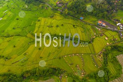 Top Down Overhead Aerial View Of Lush Green Paddy Rice Field Plantations With Small Rural Farms In Bali, Indonesia Terraced Rice Fields On A Hill - Aerial Photography
