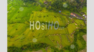 Top Down Overhead Aerial View Of Lush Green Paddy Rice Field Plantations With Small Rural Farms In Bali, Indonesia Terraced Rice Fields On A Hill - Aerial Photography