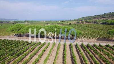 Aerial View Of Vineyard At Ramatuelle - Video Drone Footage