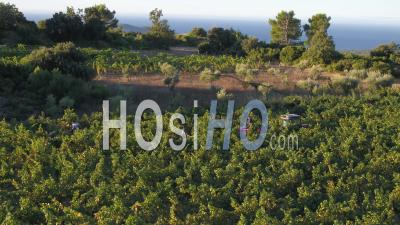 Vendanges Dans Les Vignobles De Provence, à Proximité De La Côte De La Mer Méditerranée, Var - Vidéo Par Drone