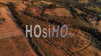 Oliviers Et Collines De La Toscane - Vidéo Par Drone