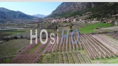 The Village Of Remollon And Its Orchards In Bloom, In The Durance Valley, Hautes-Alpes, France, Viewed From Drone