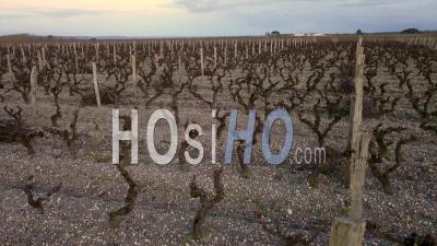 Vineyards Near Bordeaux In Winter, Video Drone Footage