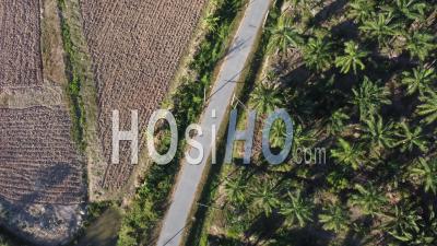 Oil Palm And Cultivation Land - Video Drone Footage