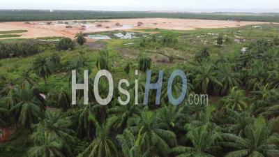 Aerial Sliding Over Oil Palm Tree Agriculture Farm. - Video Drone Footage