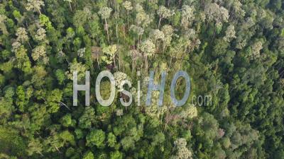 Aerial View Malaysia Rainforest - Video Drone Footage