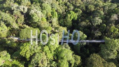 Aerial View Canopy Walk At Tropical Green Forest - Video Drone Footage