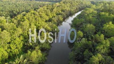 Vue Aérienne D'arbres Verts Vivant Au Bord De La Rivière - Vidéo Par Drone