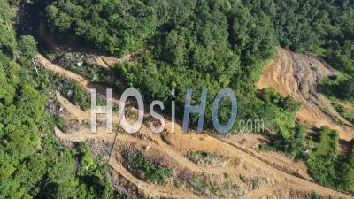 Deforestation With The Tree Cut Down - Video Drone Footage